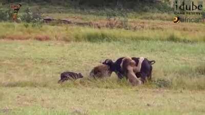 Buffalo calf can only wait for death as it watch mom get mauled by lions