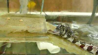 When an Eel Climbs a Ramp to Eat Squid From a Clamp, That’s a Moray