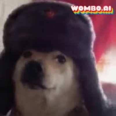 Russian dogo vibing