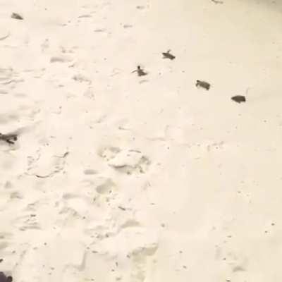 🔥 Hundreds of newly hatched sea turtles making their way toward the ocean 🔥