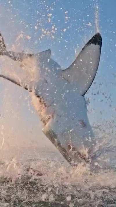 Great white shark jumping out of the water