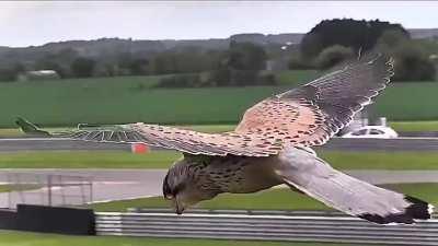 🔥 Kestrel hovering in strong winds, looking for prey 🔥