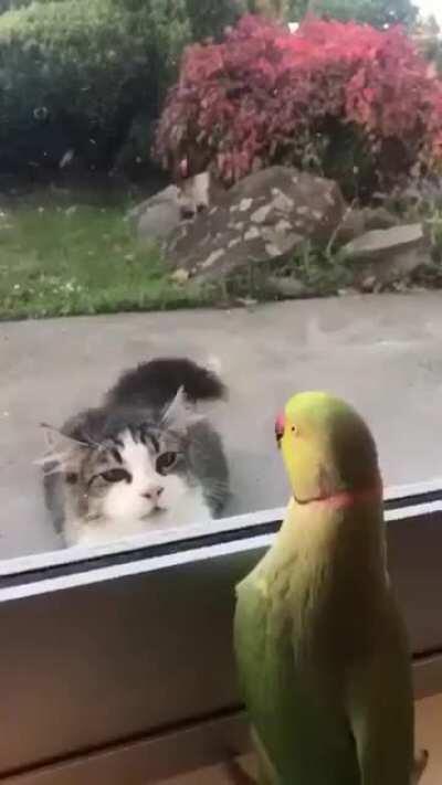 Parrot Plays Peek-a-Boo with Neighbors Cat 😊