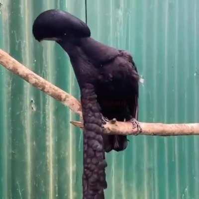 🔥Long Wattled Umbrellabird🔥