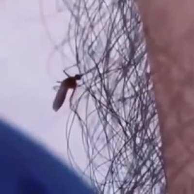 Body hair makes great protection against mosquito