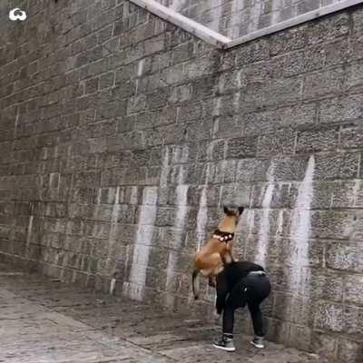 Super Skilled Belgian Malinois Dogs Trained To Climb Walls