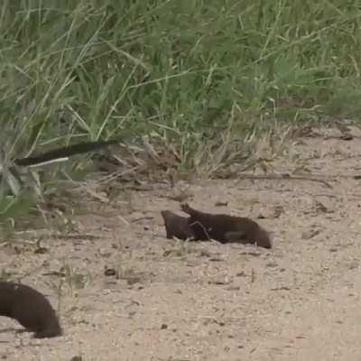 Dwarf mongoose plays dead for hornbill.