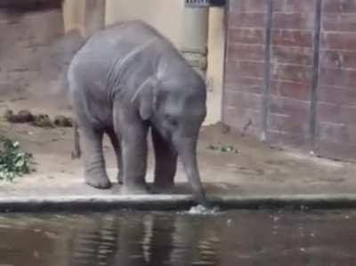 Baby elephant blows bubbles with her trunk haha!