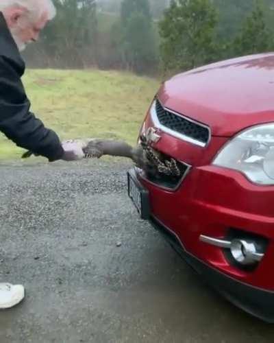 Wild turkey gets pulled out of a car grille after getting hit