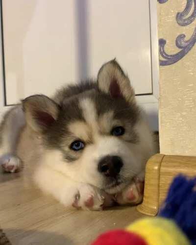 Took him home at 2 weeks after his litter-mates and mother passed. Today he is Two months old. Mr. Droggo.