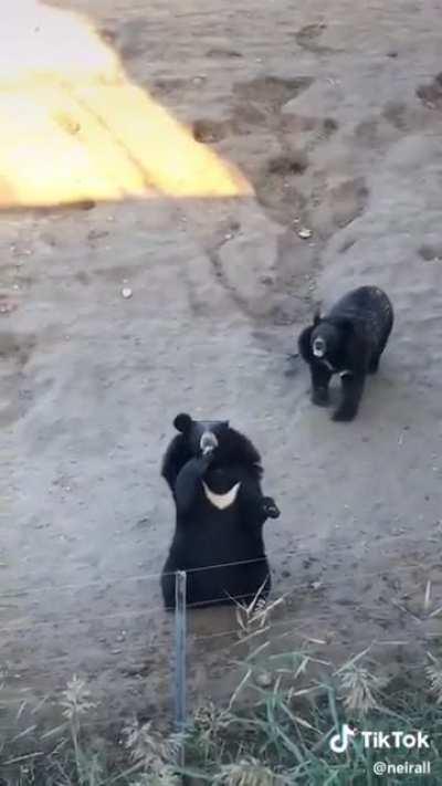 Himalayan Sun Bears waving to their visitors