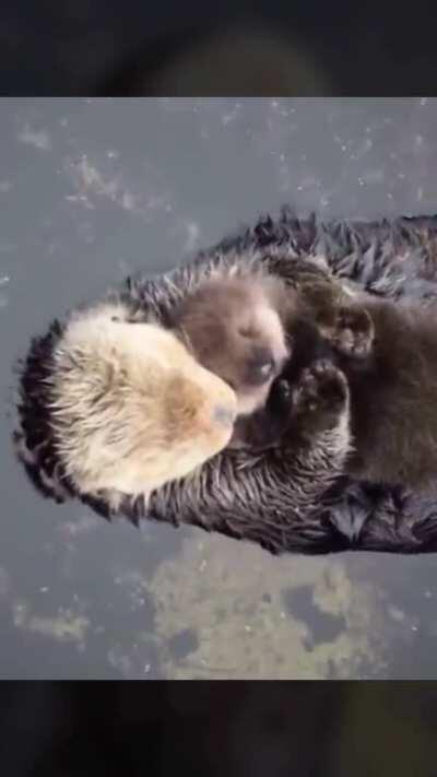 Otter hugging her baby