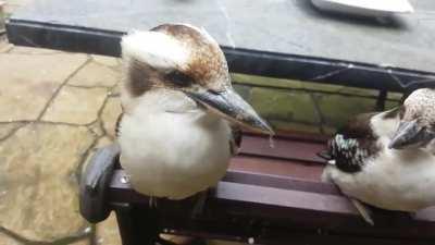 Watching this woman take some fuzz off a kookaburra's beak which the bird did not mind at all