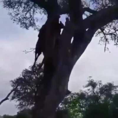 Leopard steals hyenas meal right under its nose