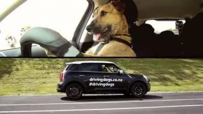 This doggo from New Zealand was trained to drive a car