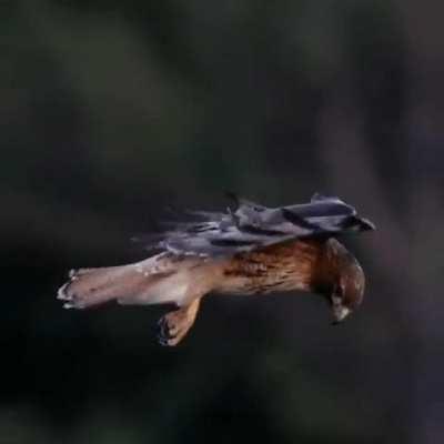 Red-tailed Hawk hovering mid-air in its hunting mode.