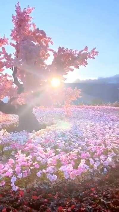 🔥 A cherry tree during blooming season.