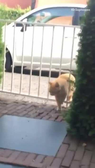 HMF as chonk up this gate