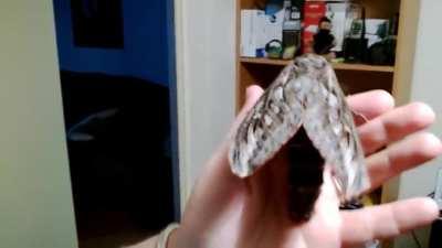 🔥 Australian Privet Hawk Moth 🔥