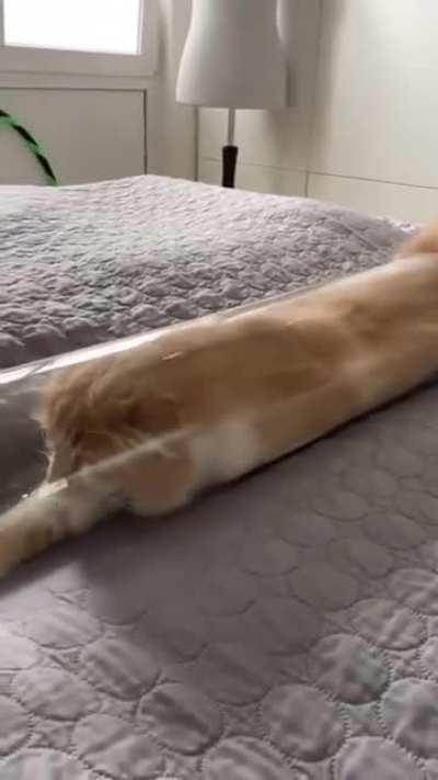 Cat --&amp;gt; tube --&amp;gt; C a a a a a t