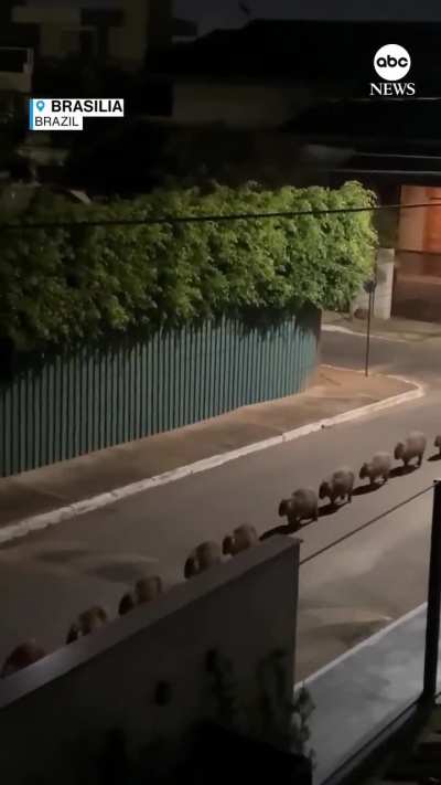 A herd of Capybaras surprised walking in a single file down the street in Brasilia