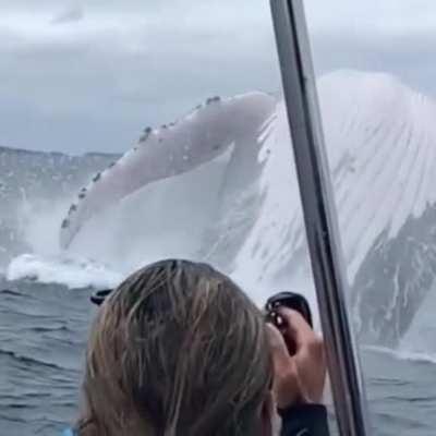 True sizes of humpback whales.