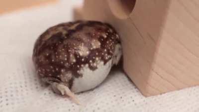 Tiny round rain frog wakes up, yawns, rubs his eyes, then squeezes himself into his tiny hole