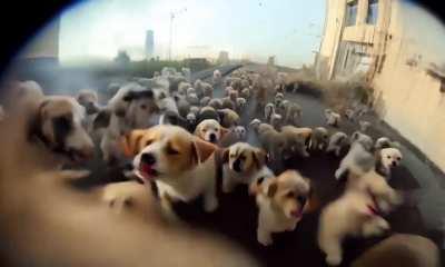 PUPPOCALYPSE!!!