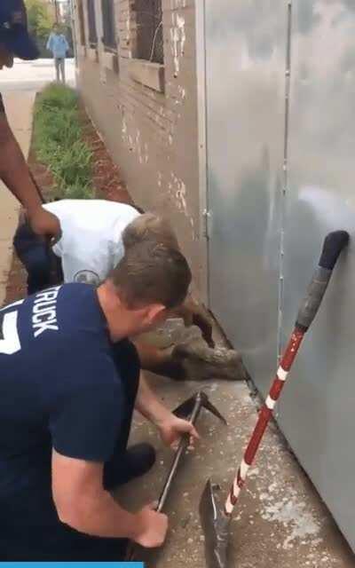 Chicago fire department rescues a kitty