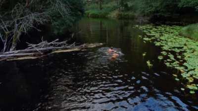 Maria Bonnevie &amp;amp; Kristoffer Joner - Uskyld (NO2012) - Swimming in the river near their cabin, then finding food in nature