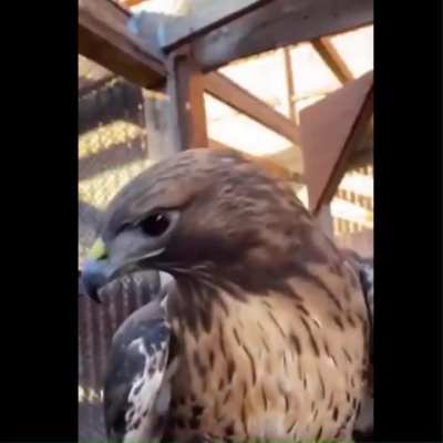 If Red-Tailed Hawks actually counts as perfectly cut screams