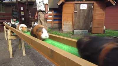 The elite sport of Guinea pig racing.