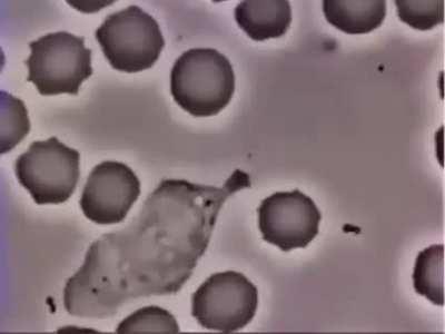 White blood cell chasing bacteria.