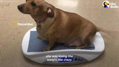 Dogs aren't the only weight-losing champs.