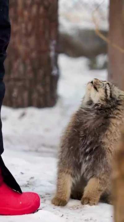 A friendly Pallas Cat!