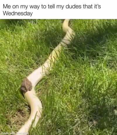 It is Wednesday my dudes