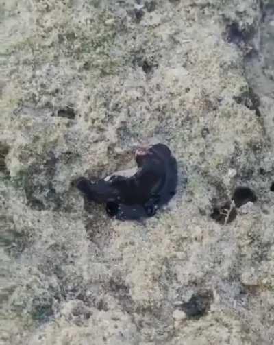 A Black flatworm with its crab prey at low tide.