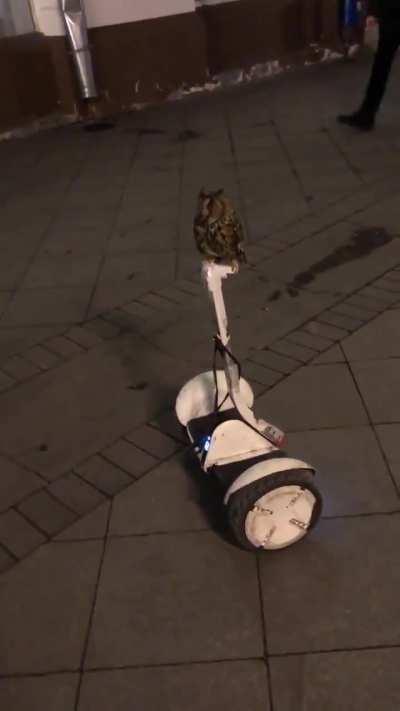 The owl is a pro at riding the Segway..