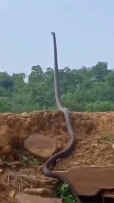 The size and position of this snake, oh hell no!!