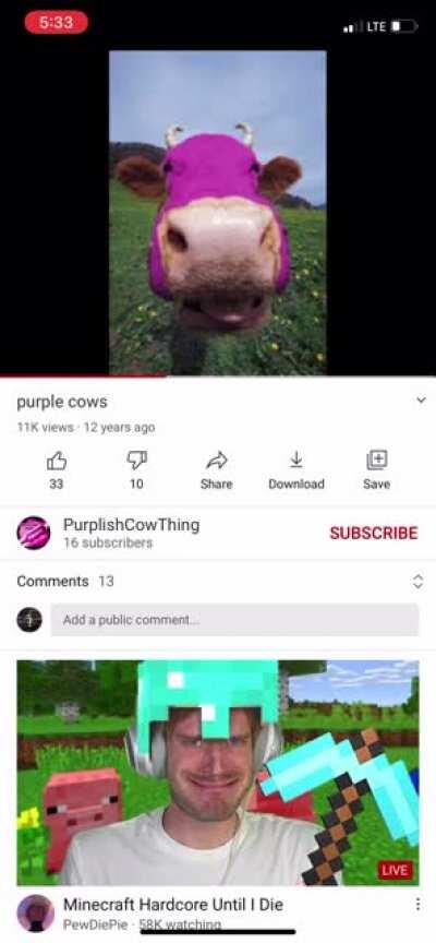 purple cows