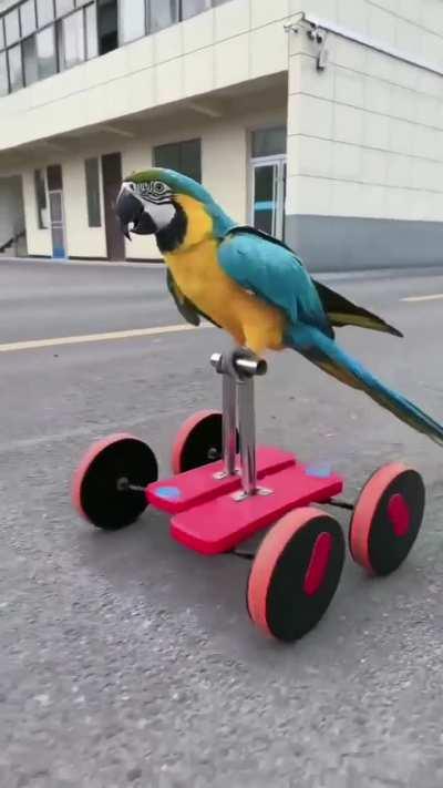 A Parrot Riding Its Bike