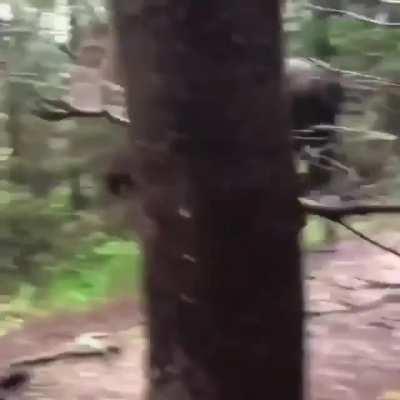 An absolutely massive bull moose casually strolling down a hiking path