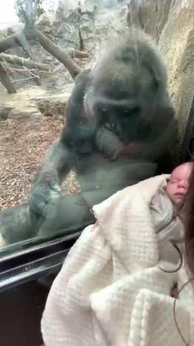 Kiki the gorilla admires a human baby and shows off her own infant