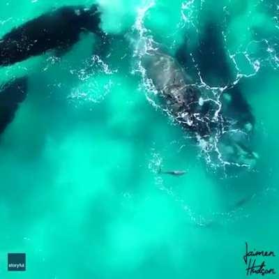 Drone footage of whales and dolphins playing together off the southern coast of Australia. Captured by photographer Jaimen Hudson.