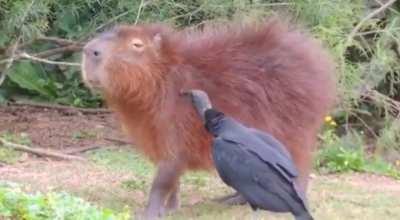 🔥 Vulture cleans the capybara of mites and other parasites. Just look at how much the capybara enjoys it.