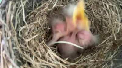 Caught this video of some freshly hatched Robins outside my front door and couldn’t resist..