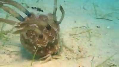 A crab using an upside down jellyfish to defend itself against predators