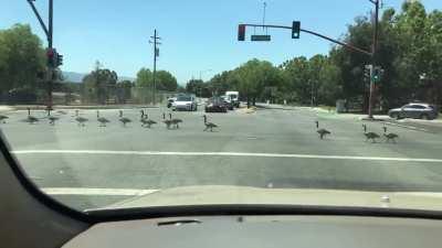 What a wonderful sight! Note that we had green lights, everyone was busy filming this with lots of smiles, no one honked or was impatient. I can’t imagine where they’d been or why they weren’t flying...It was completely adorable.