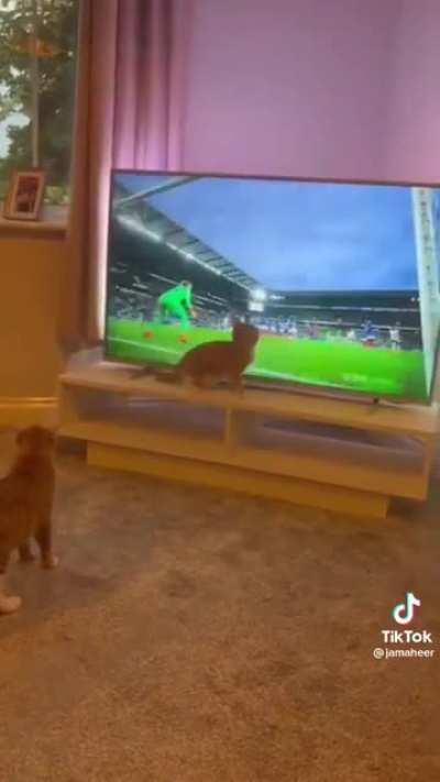 The cat tried helping the goalkeeper