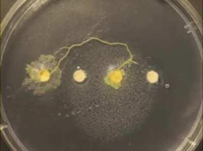 Slime Mold searching for food